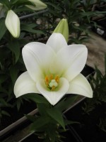 [1721 WhiteFox-G No01.JPG]